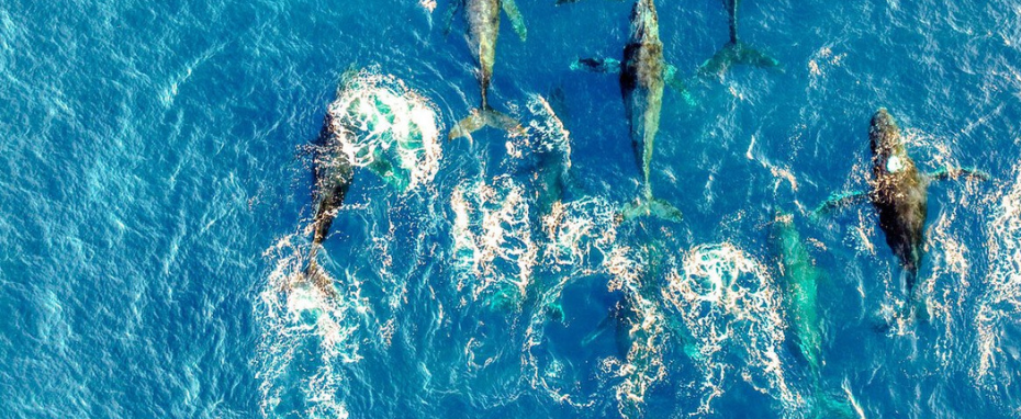 One Ocean Film Tour 2025