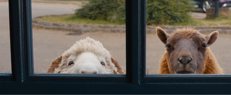 The Sheep Detectives