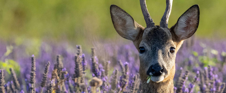 Behind the Lens | Lakes Deer Fest