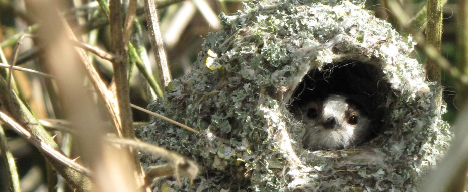 Four and Twenty Blackbirds | How to Create a Bird-Friendly Garden with Nic Wilson